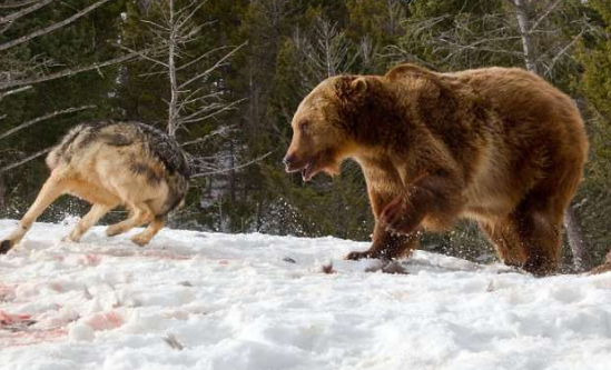 狼队vs灰熊