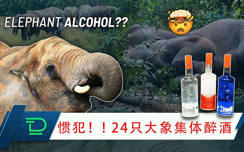 24头大象偷喝酒醉倒一片